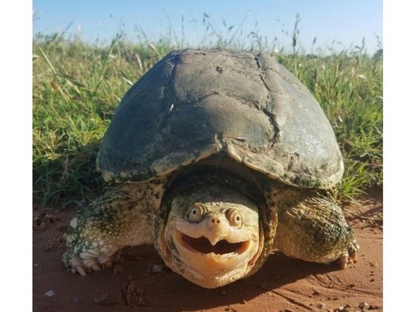 Your turtle should be happy and good as new. Check with a local vet and/or rescue clinic for more information about post trauma care for turtles.