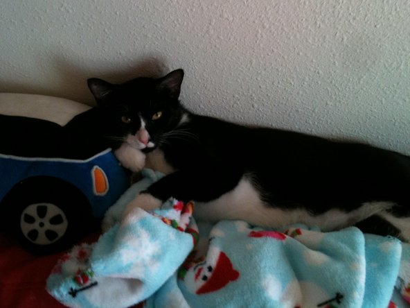While you're waiting, here's a picture of a cat with a chicken hat on his head.