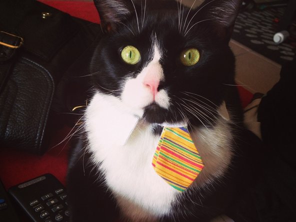 While you're waiting, here's a picture of a cat with a chicken hat on his head.
