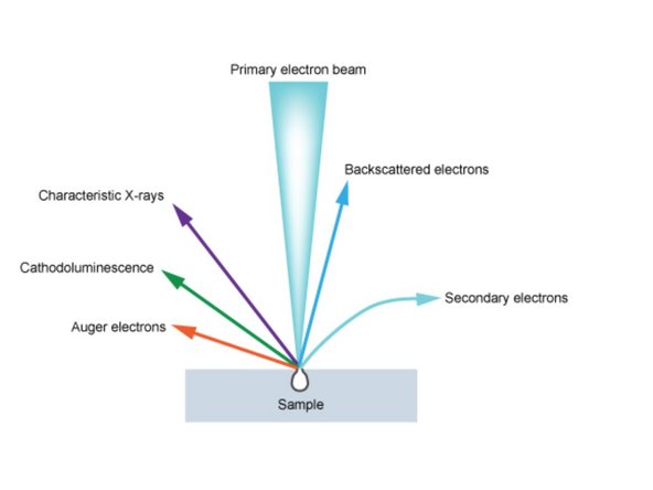 When high energy electrons hit the specimen, a multitude of signals are generated.