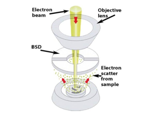 Backscattered electrons are strongly scattered back in the direction of the incident beam.