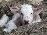 Non breeding holding calves