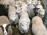 Sheep - Records