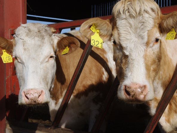 Where to find a list of the cattle on your holding