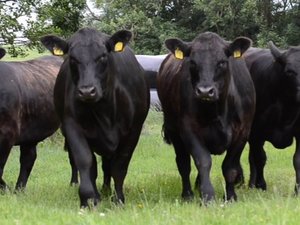 Where to view your OFF movements