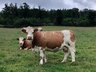 BVD Guidance