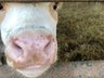 BVD Holding Info