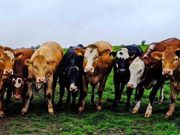 Where to find a list of your on-farm deaths