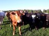 Cattle (BVD) - Unrecognised Antigen Samples