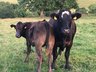 Cattle (BVD) - Unrecognised Antigen Samples