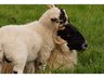 Tagged/Identified