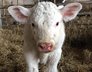 BVD Tissue Testing