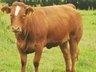 BVD Holdings approaching CBI