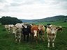 BVD Holding Info
