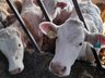 Non breeding holding calves