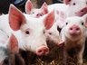 Pig - Movements