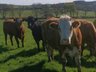 BVD CBI Holdings