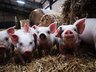 Pig - Movements
