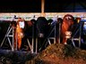 BVD Guidance