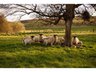 Sheep Keeper Guidance