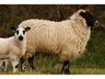 Sheep - Investigate Tag