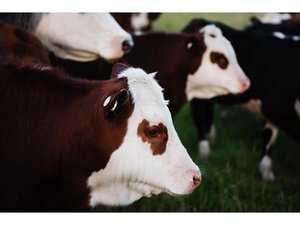 Using the ON  movements view