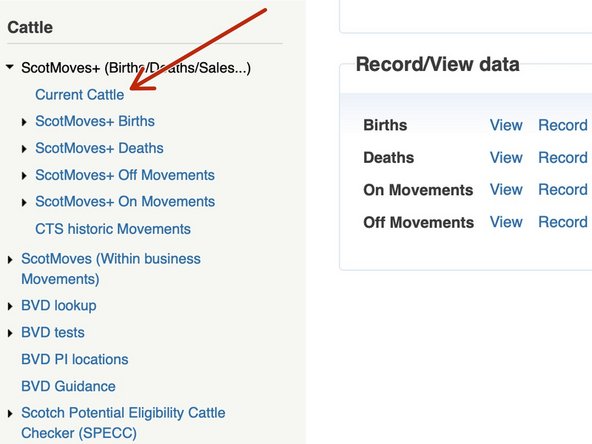In ScotMoves+ menu on the left, select 'Current Cattle'.