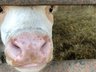 Cattle - Lab turnaround times