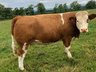 Cattle (BVD) - Unrecognised Antigen Samples