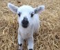 Sheep Keeper Guidance