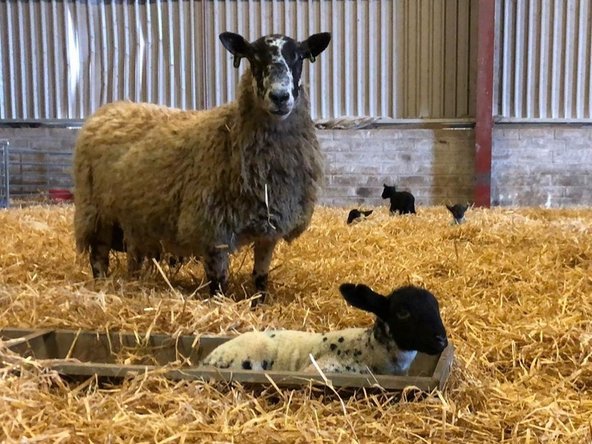 5d. Visually Record Data - IDs missed at CCP