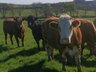 Cattle- BVD Tests