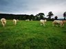 BVD Breaches