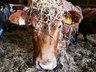 Cattle - BVD File Uploads
