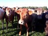 Cattle Requiring BVD testing