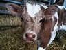 BVD Guidance