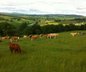 BVD - PI Animals