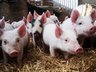 Pigs - Keeper Guidance