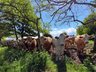 BVD - PI Animals
