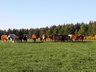 Cattle- BVD Tests