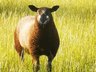 Sheep Keeper Guidance