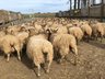 Sheep - A to B Movement