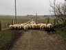 Sheep - Records