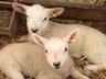 Sheep - Investigate Tag