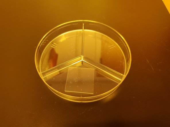 Place your developed print into a petri dish for convenient transport.