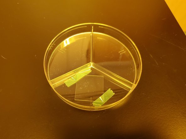 Secure the edges or corners of the print to the petri dish, if necessary (e.g. if you are placing it in a bag or are shipping it).