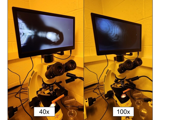 Rotate the objectives clockwise, one at a time.
