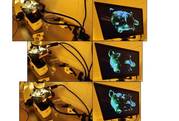 This button powers both lights on and off at once.