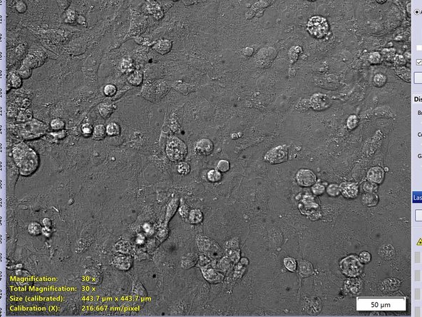 Name your experiment.