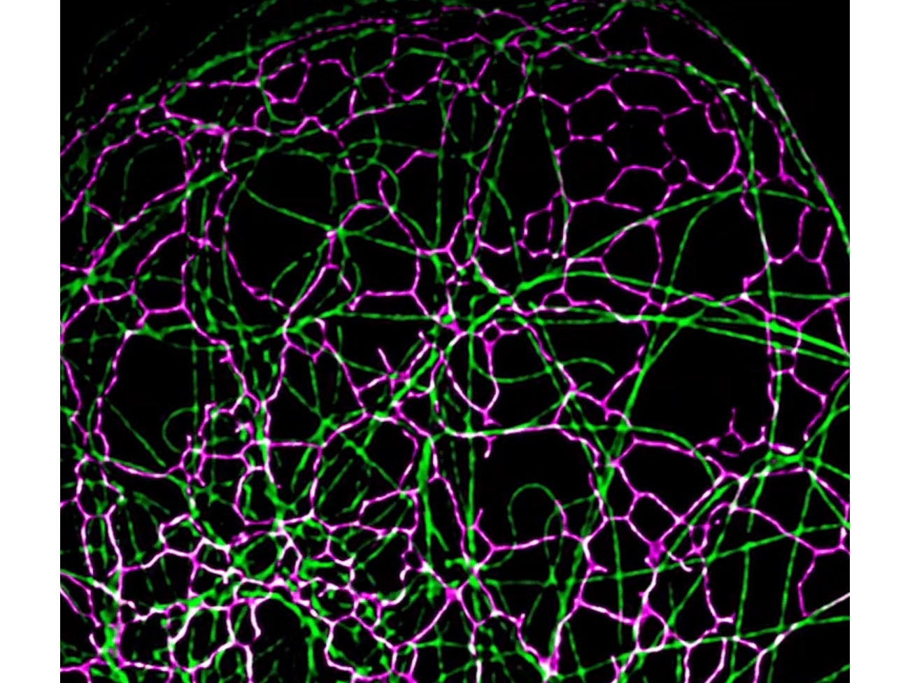 Zeiss ELYRA 7 Lattice SIM (ZEN Blue 3.10) Live-cellGuide - ZMB UZH